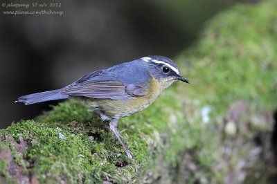 White-browed Bush Robin (Luscinia indica)