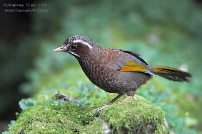 White-whiskered Laughing-thrush (Garrulax morrisonianus)