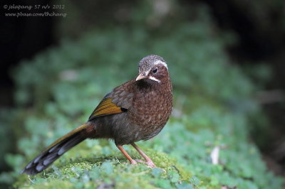 White-whiskered Laughing-thrush (Garrulax morrisonianus)