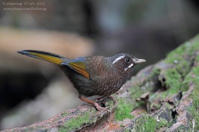 White-whiskered Laughing-thrush (Garrulax morrisonianus)