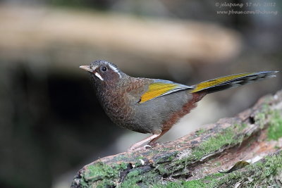 White-whiskered Laughing-thrush (Garrulax morrisonianus)