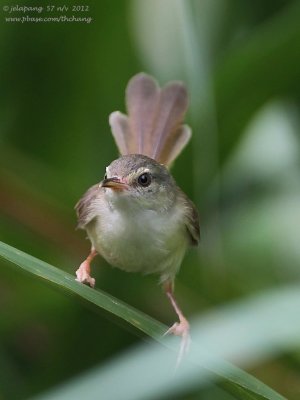  Plain Prinia (Prinia inornata)