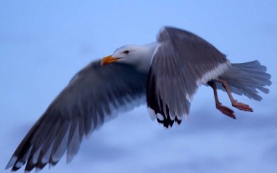 The Gull, Helgeland