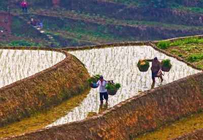 The Rice Farmers, Longsheng