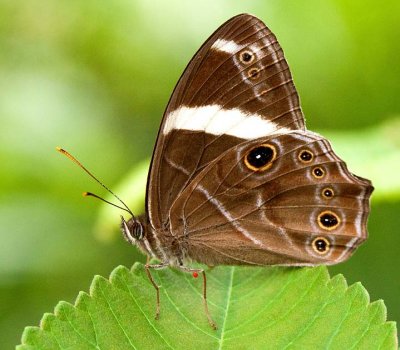 The Butterfly, Longsheng
