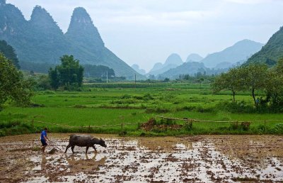 The Farmer and his Ox, Yangshuo