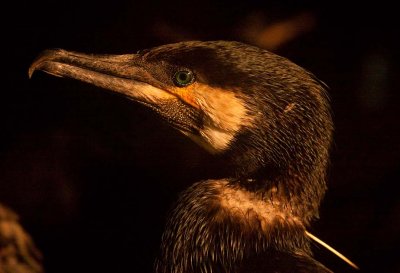 Cormorant fishing, Yangshuo