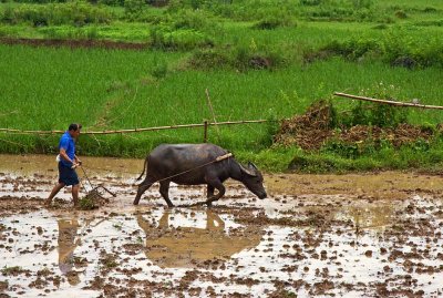 The Farmer and his Ox, Yangshuo
