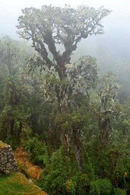 The Inca Trail