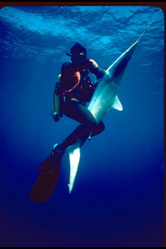 Shark hunters_resize.jpg