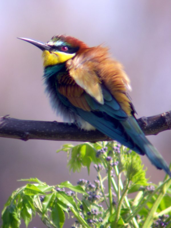 European Bee Eater