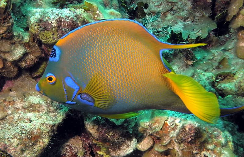 cayman_uw_april_2012