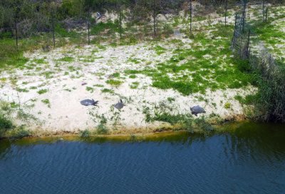 Turtle Nesting Grounds