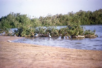 Mangroves Shurat el Manqeta