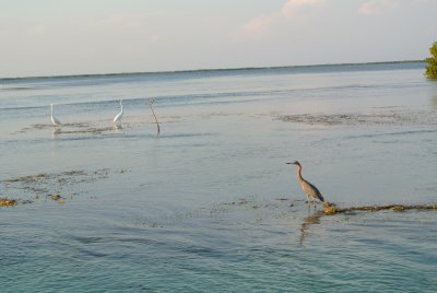 Bird life in the lagoon