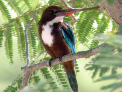 White breasted Kingfisher