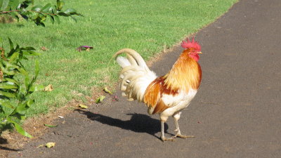 Wild chickens & roosters  are everywhere.