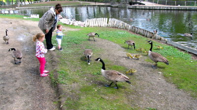 Feeding Canada geese at Waterfowl Park