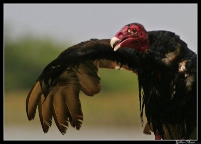 Turkey Vulture 3808.jpg