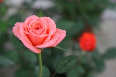 IMG_4015.JPG