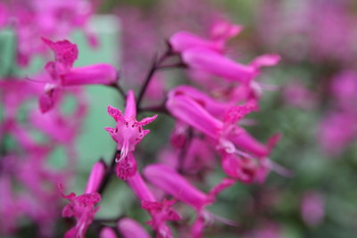 Colorful Flowers
