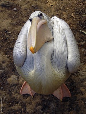 Pink-Backed-Pelican