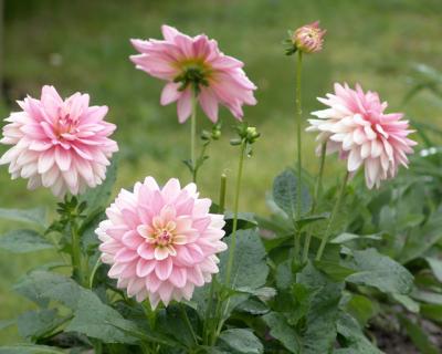 Dahlias