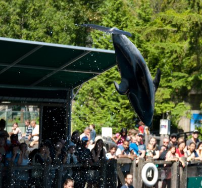 Dolphin jumping at the Vancouver Aquarium 3.jpg