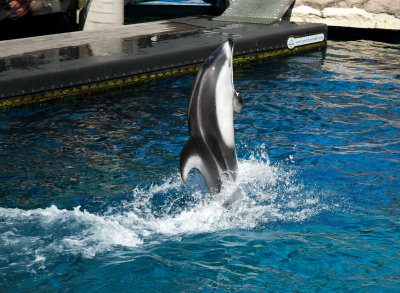 Dolphin walking at the Vancouver Aquarium.jpg
