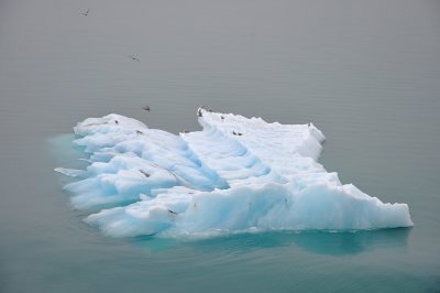 Birds on glacier chunk.jpg