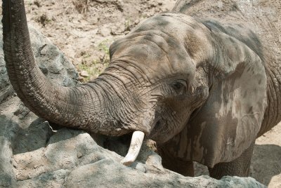 Elephant at the KC Zoo.jpg
