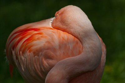 Flamingo at the KC zoo.jpg