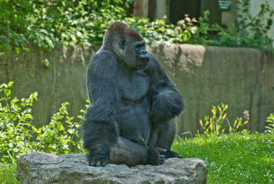 Gorilla at KC Zoo 2.jpg