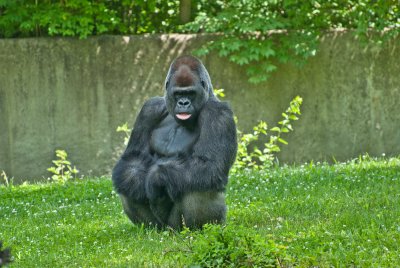 Gorilla at KC Zoo.jpg