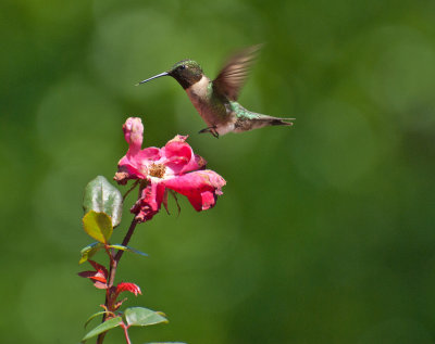 Hummingbird 2.jpg