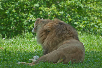 Lion at the KC Zoo.jpg