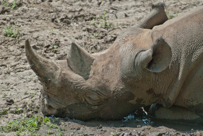 Rhinoceros at the KC Zoo.jpg