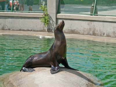 Seal at KC Zoo.jpg