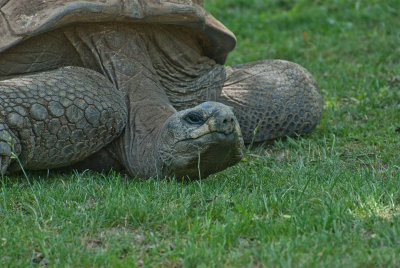 Tortoise at the KC Zoo.jpg