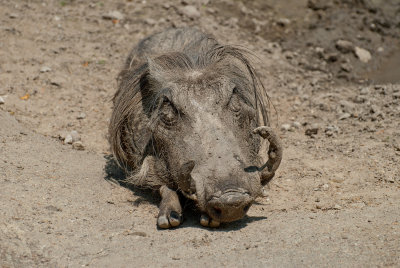 Warthog at KC Zoo.jpg