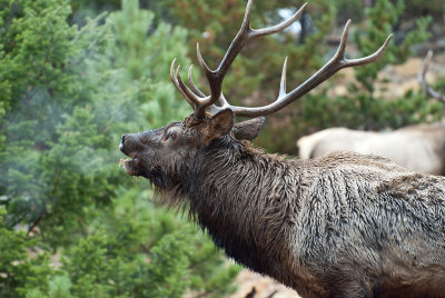 elk.jpg