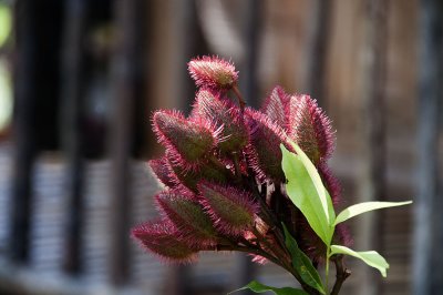 _DSC8166.jpg
