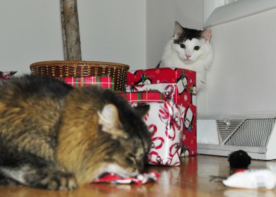 Norris and Felix Christmas 2011 small file size 2 1.jpg