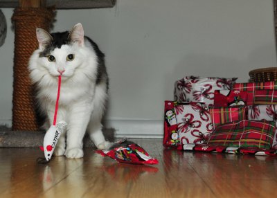 Norris Christmas 2011 small file size 2 2.jpg
