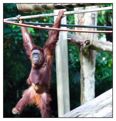 Monkey swing