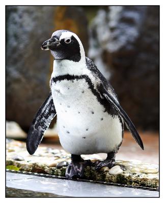 Little penguin