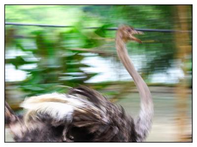 Being chased