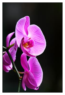 Orchid