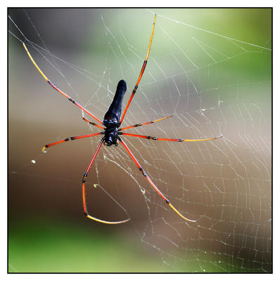 Spider web
