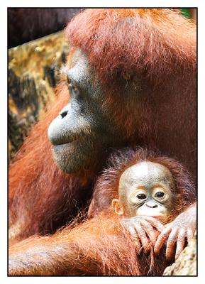 Ah Meng & child
